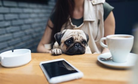 The Pawsitive Trend: Unleashing Joy at Pet Cafés