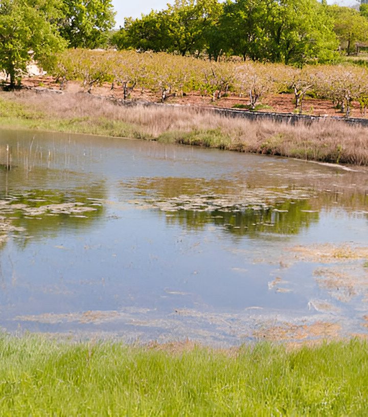 Ditch Dirty Water with These Pond Treatments